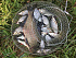 Покупаю ножи кузницы братьев Касаткиных не первый раз , ножами очень доволен ! Рекомендую всем кому нужны качественные ножи!!!